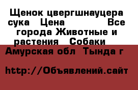 Щенок цвергшнауцера сука › Цена ­ 25 000 - Все города Животные и растения » Собаки   . Амурская обл.,Тында г.